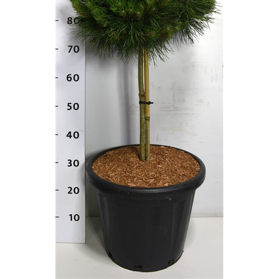 Svarttall – Pinus nigra 'Bambino' - C25 40 cm. Stam